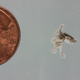 Illustration for article titled Behold, A Baby Octopus The Size Of A Pencil Eraser